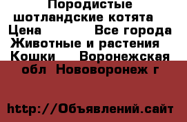 Породистые шотландские котята. › Цена ­ 5 000 - Все города Животные и растения » Кошки   . Воронежская обл.,Нововоронеж г.